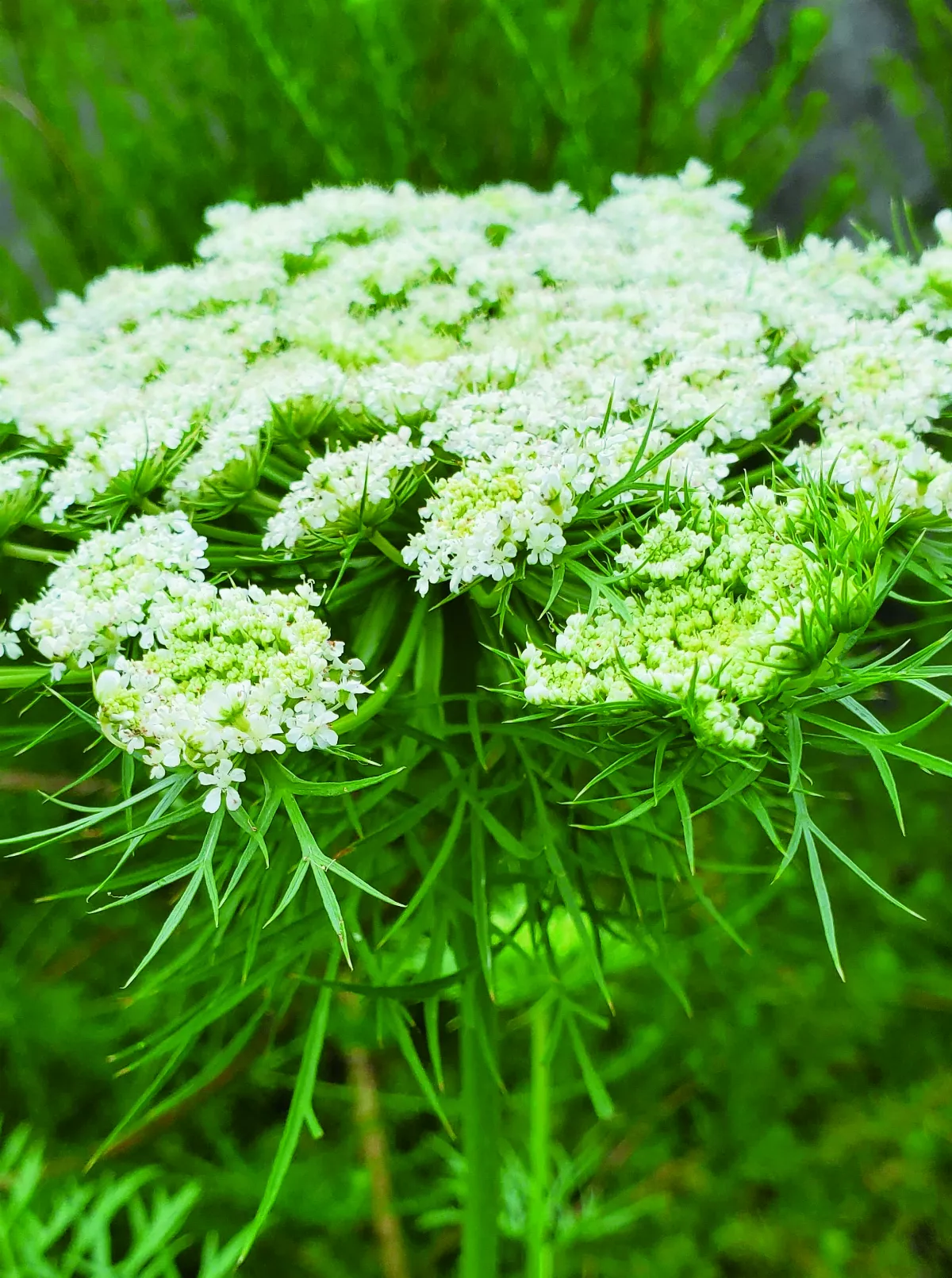 【植物筆記】紅蘿蔔 撐起白花傘
