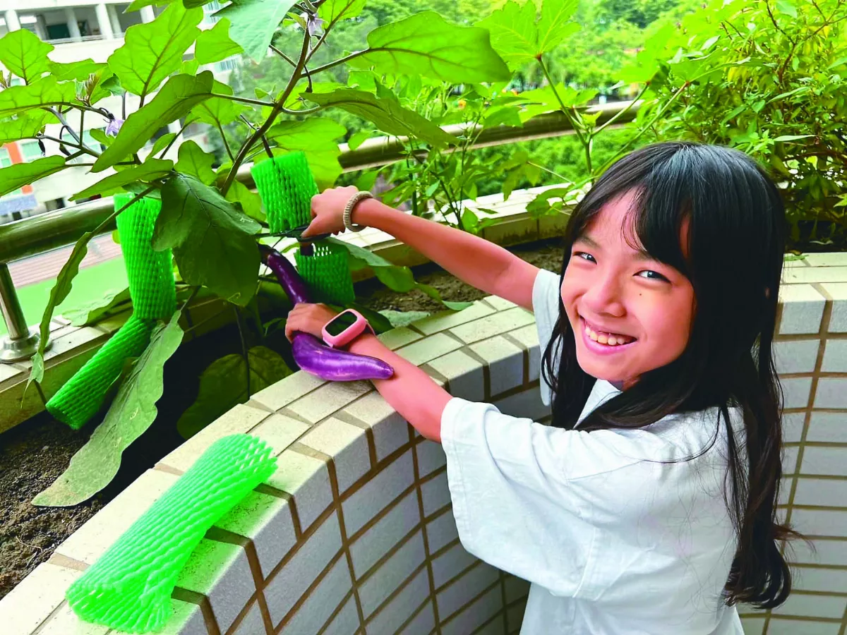 青椒苦瓜茄子  小學生自種自煮