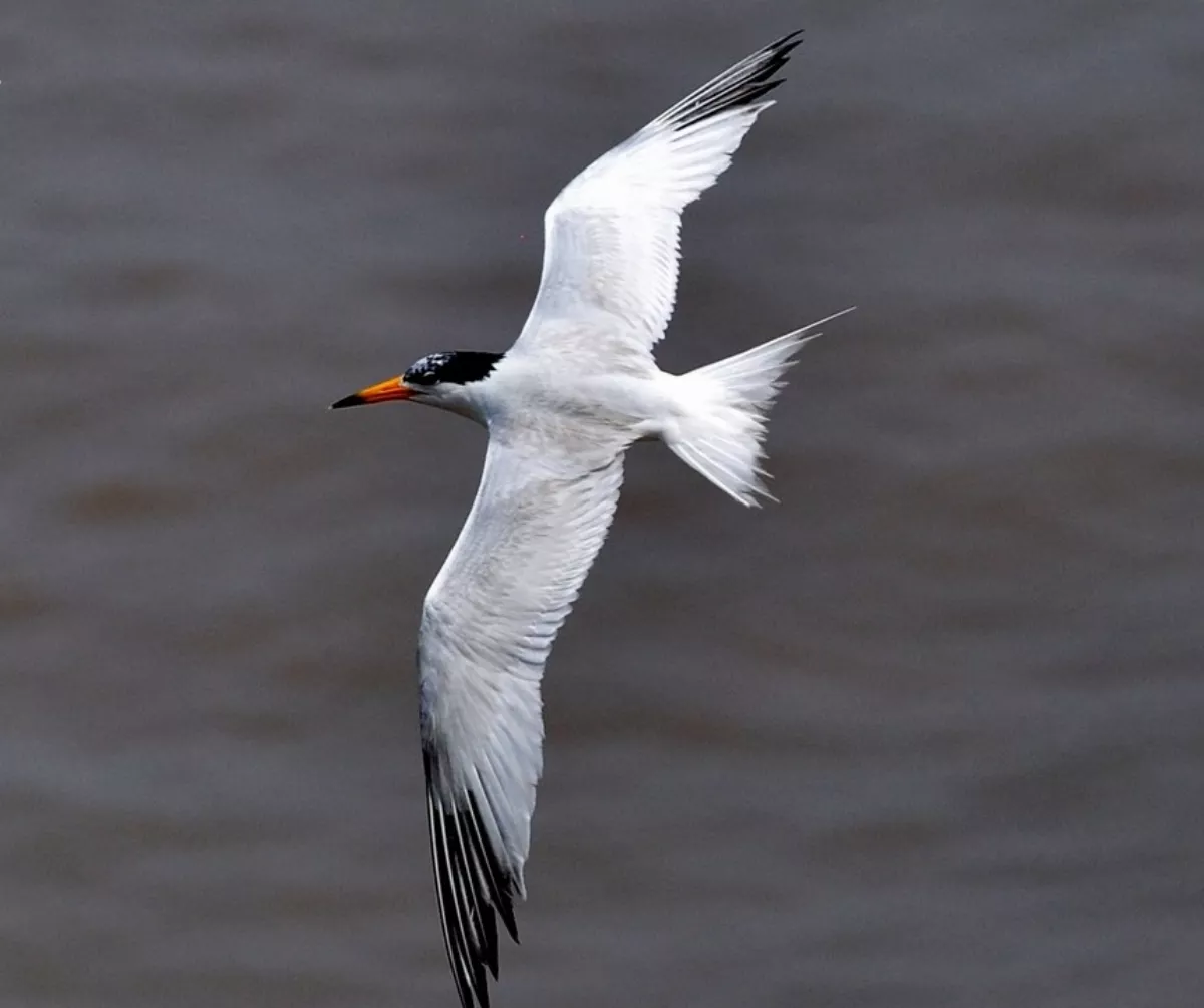 稀有嬌客　黑嘴端鳳頭燕鷗報到了！