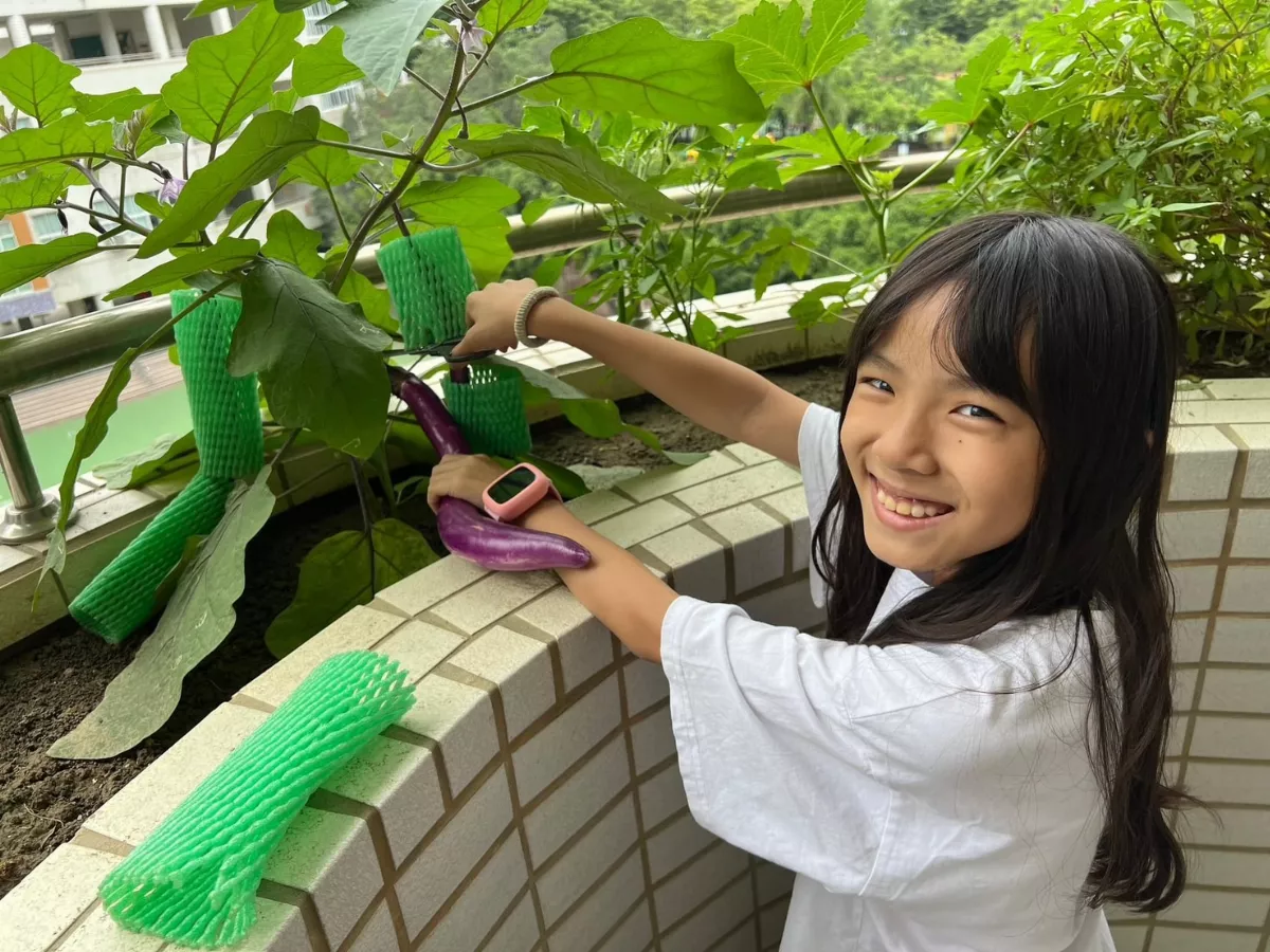 師生聯手種植採收   青椒、茄子變小朋友盤中美味