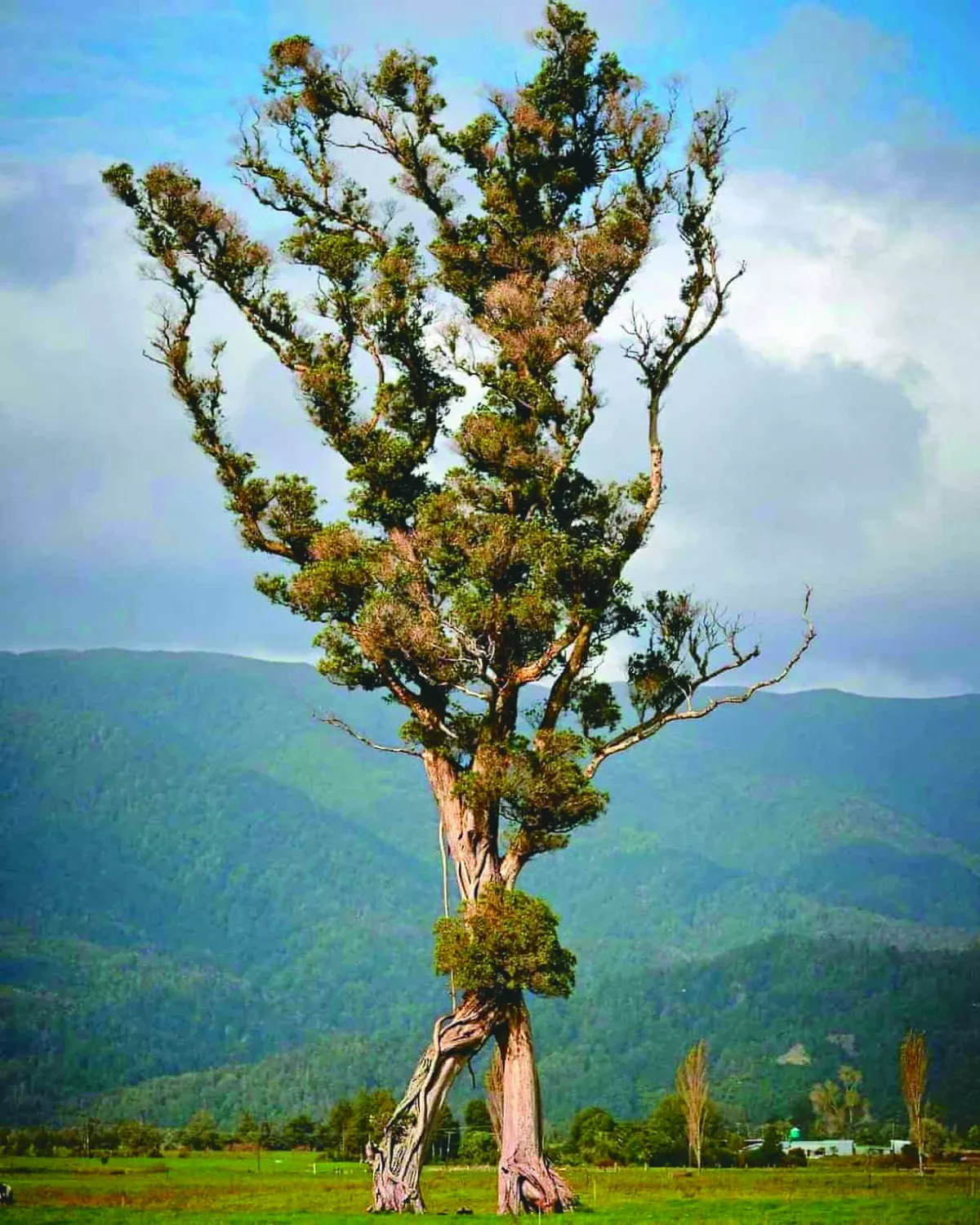 百年孤獨行走樹 獲紐西蘭年度樹木