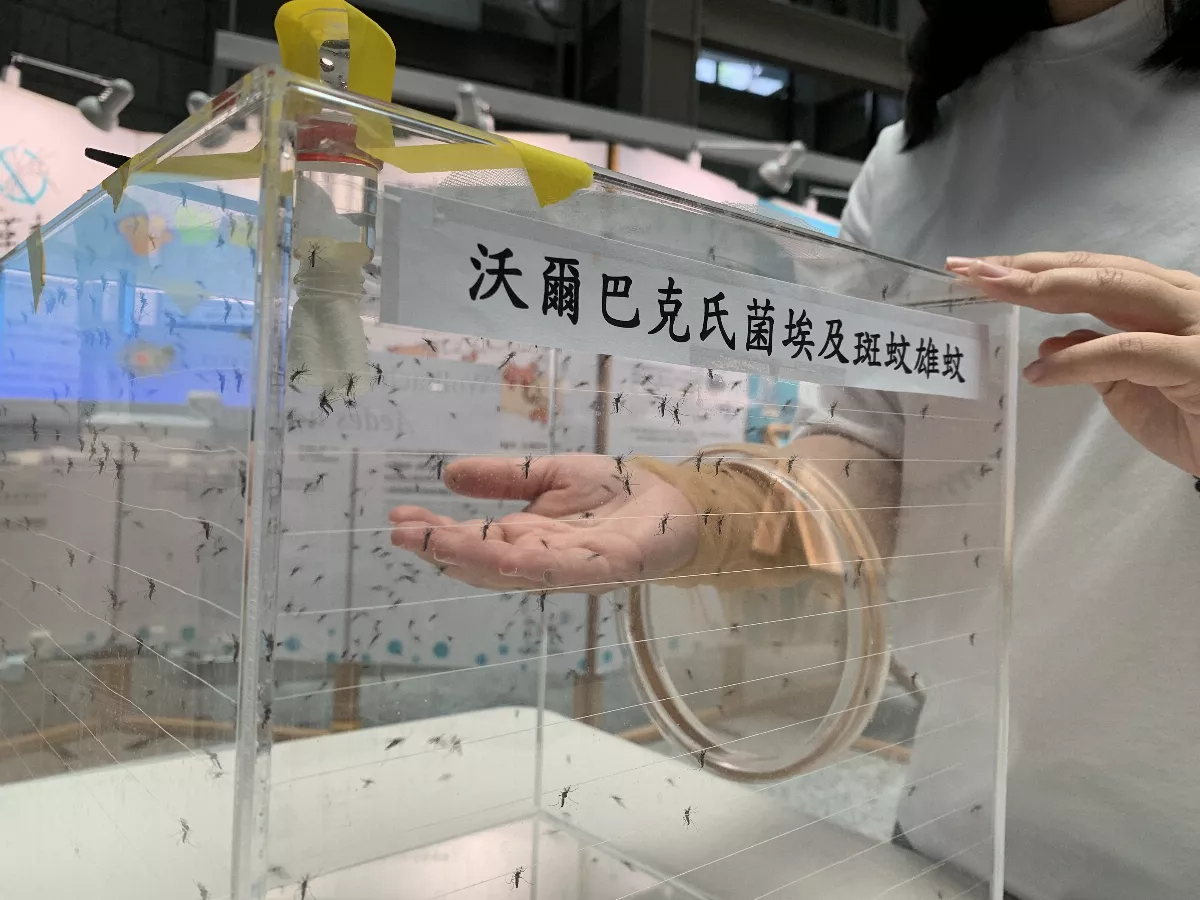生物防治　沃爾巴克氏菌可抑制登革熱媒蚊傳播