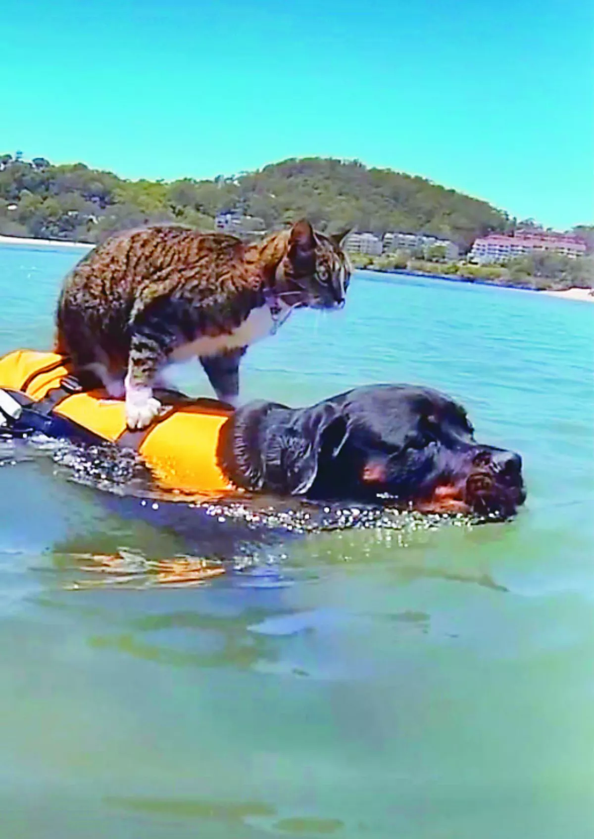 把狗當小黃  貓咪輕鬆渡江