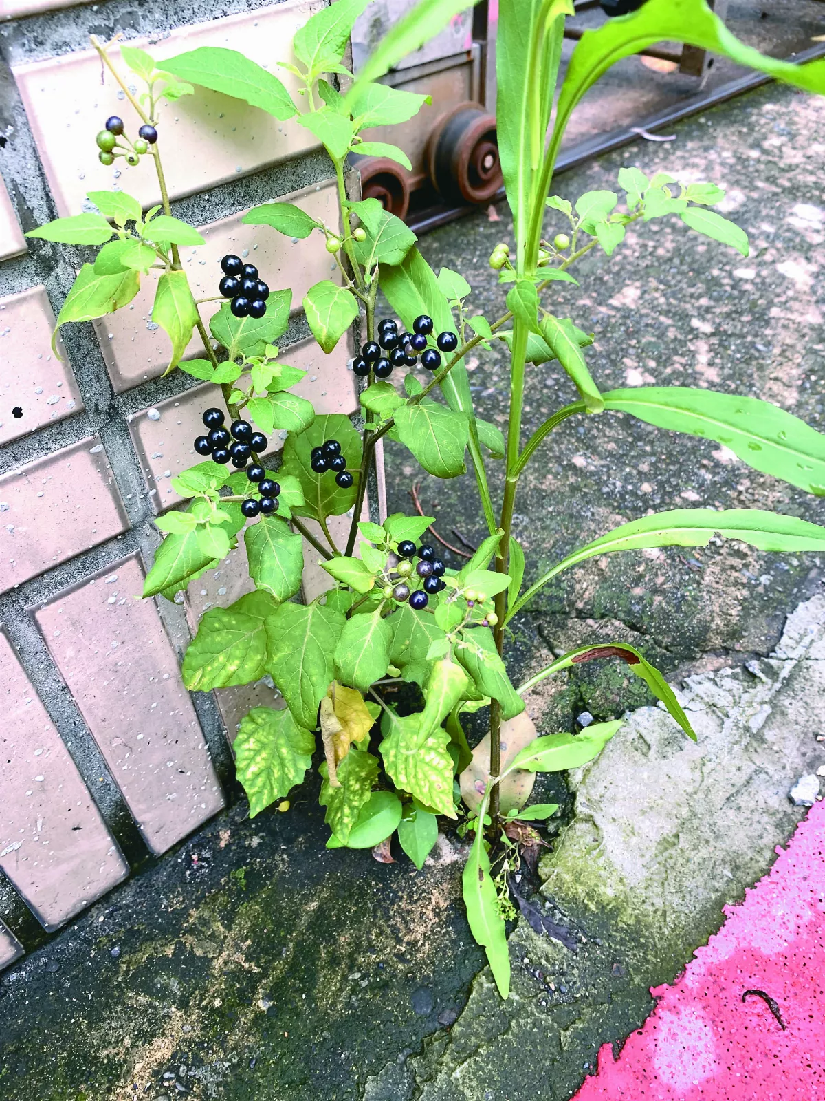 【生活快門】上天的葵贈