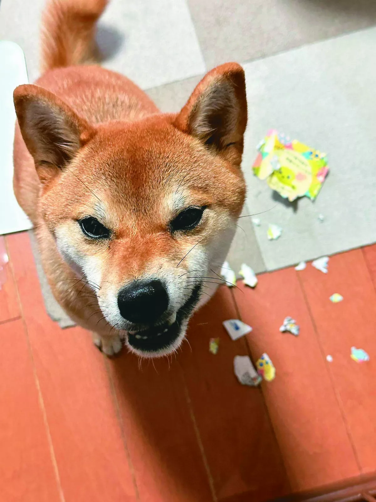 見獸醫抽血檢查通知單  狗怒咬碎