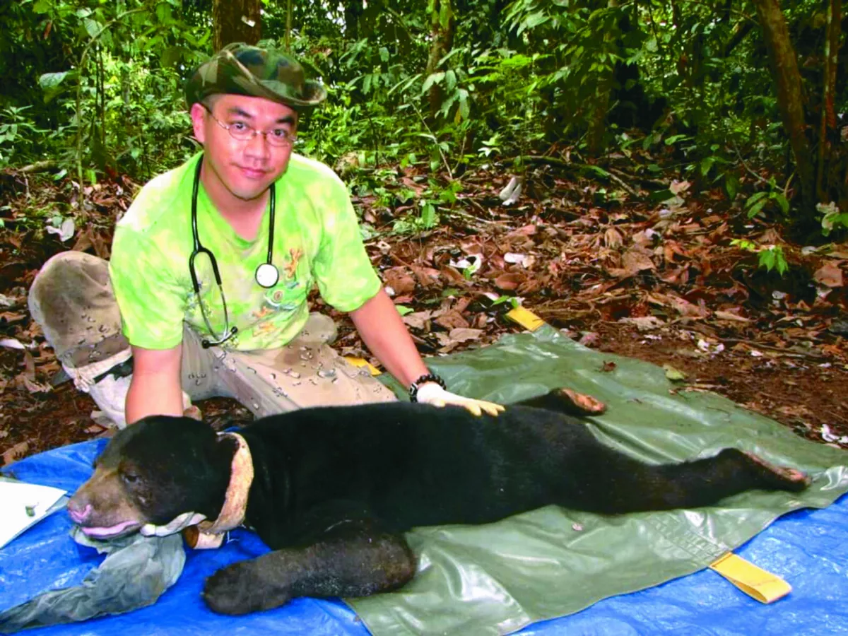 台灣女婿  守護馬來熊40年