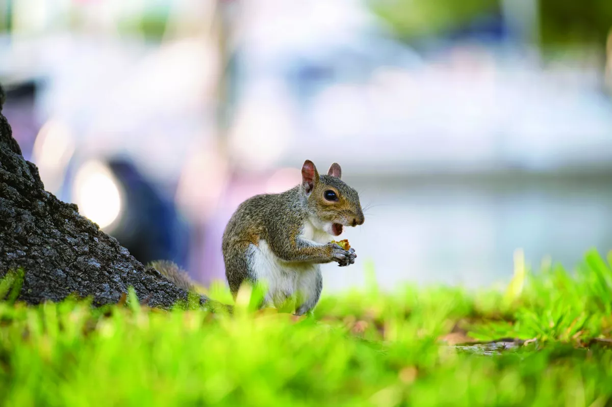 未來建築潮流 和小生物當鄰居