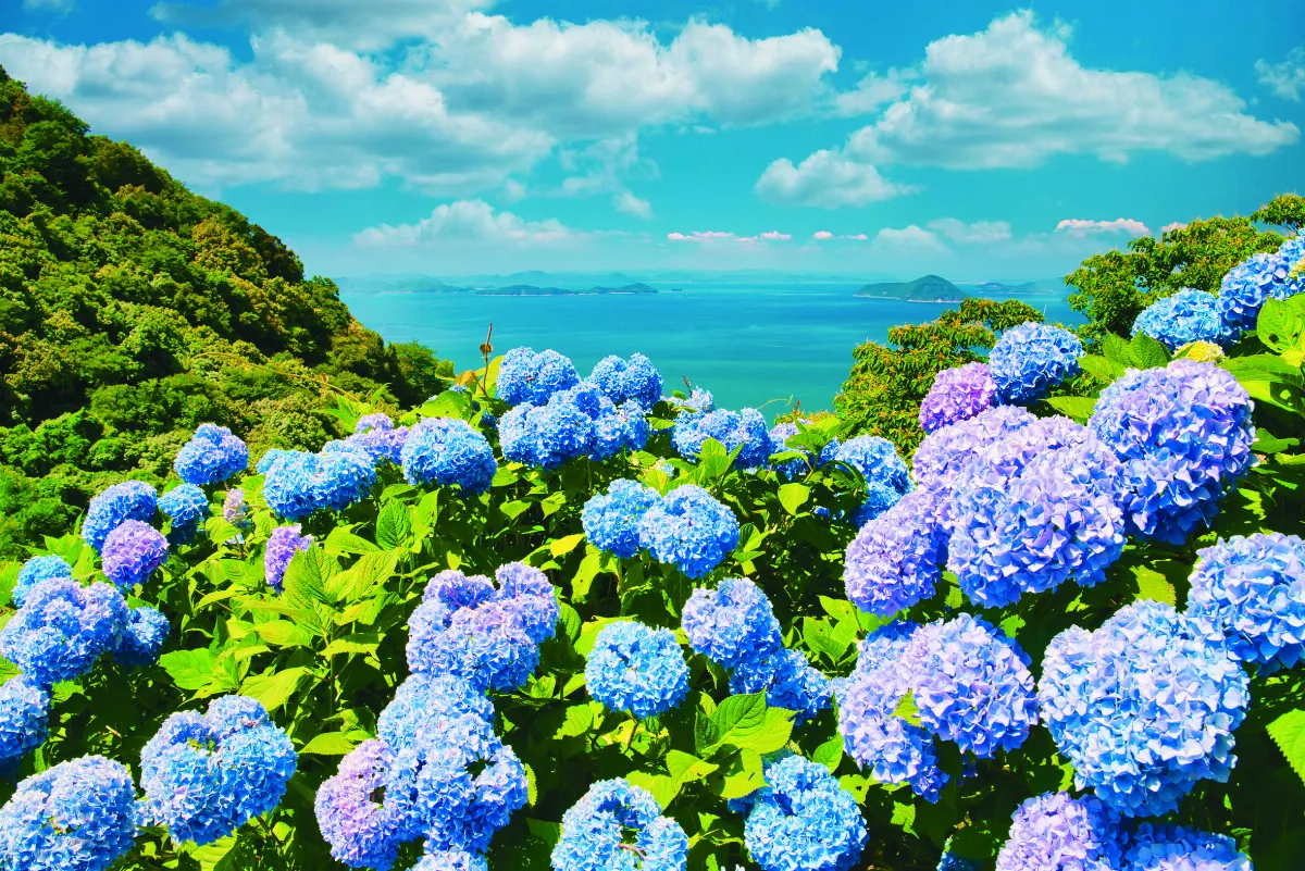 【印象旅人】日韓台賞浪漫繡球花