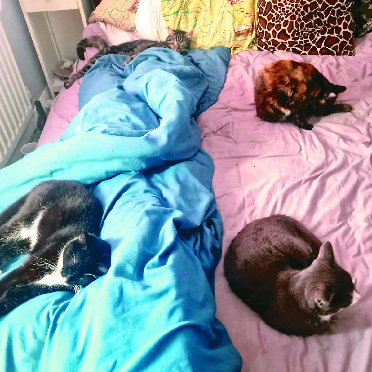 養3隻貓  飼主睡醒床上多1隻