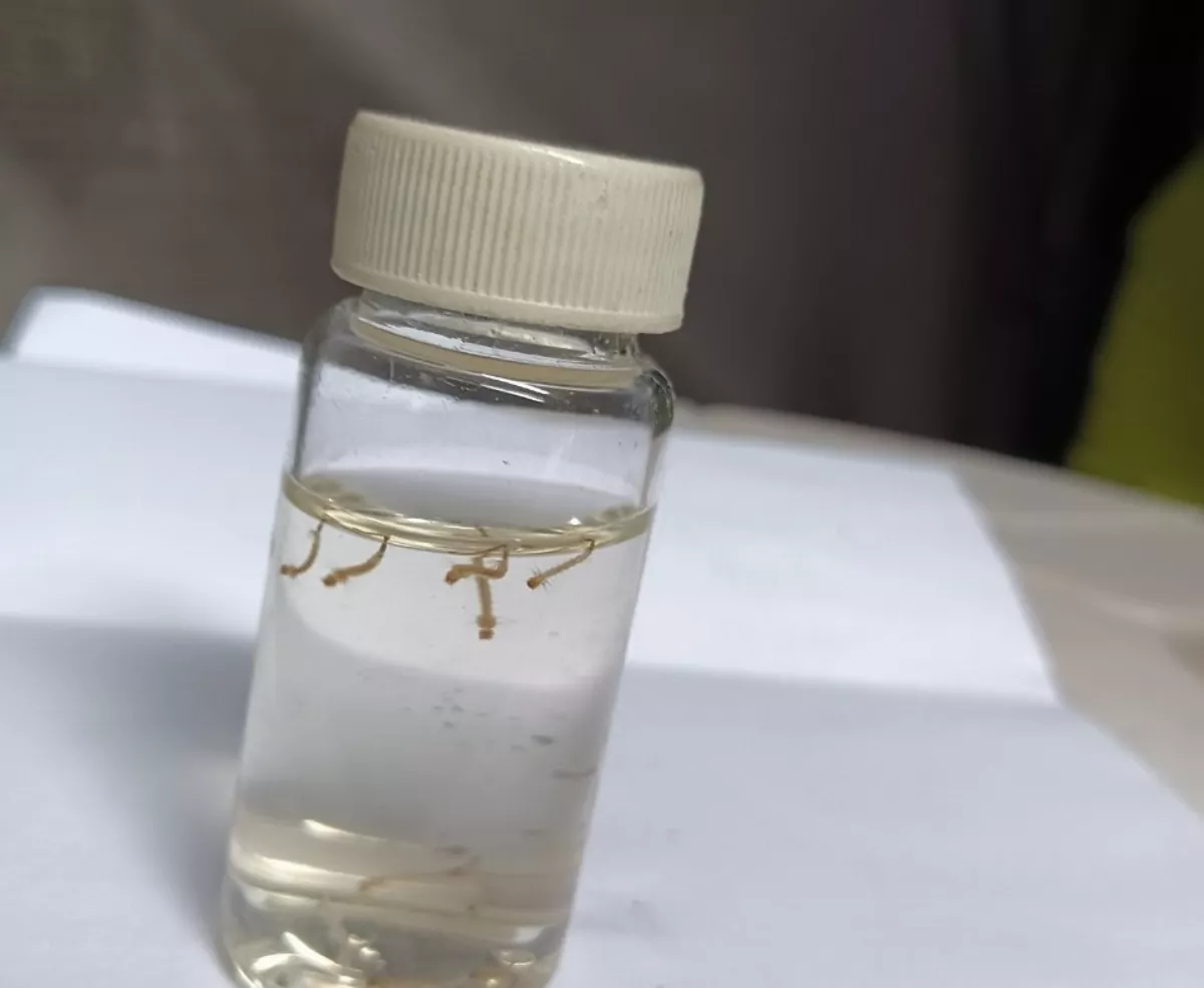 孳生大量病媒蚊　高市4工地停工噴藥滅蚊