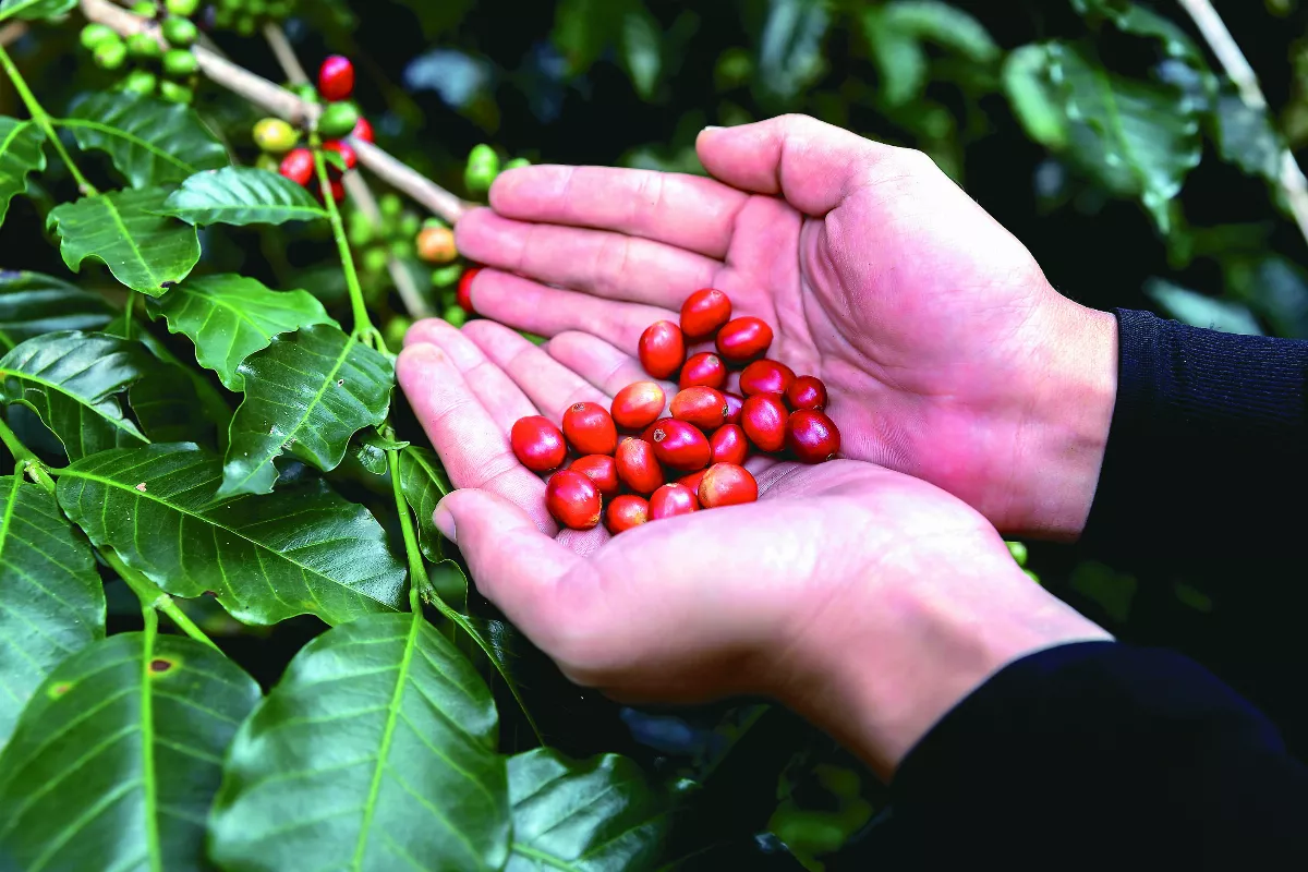 咖啡豆  全程之旅