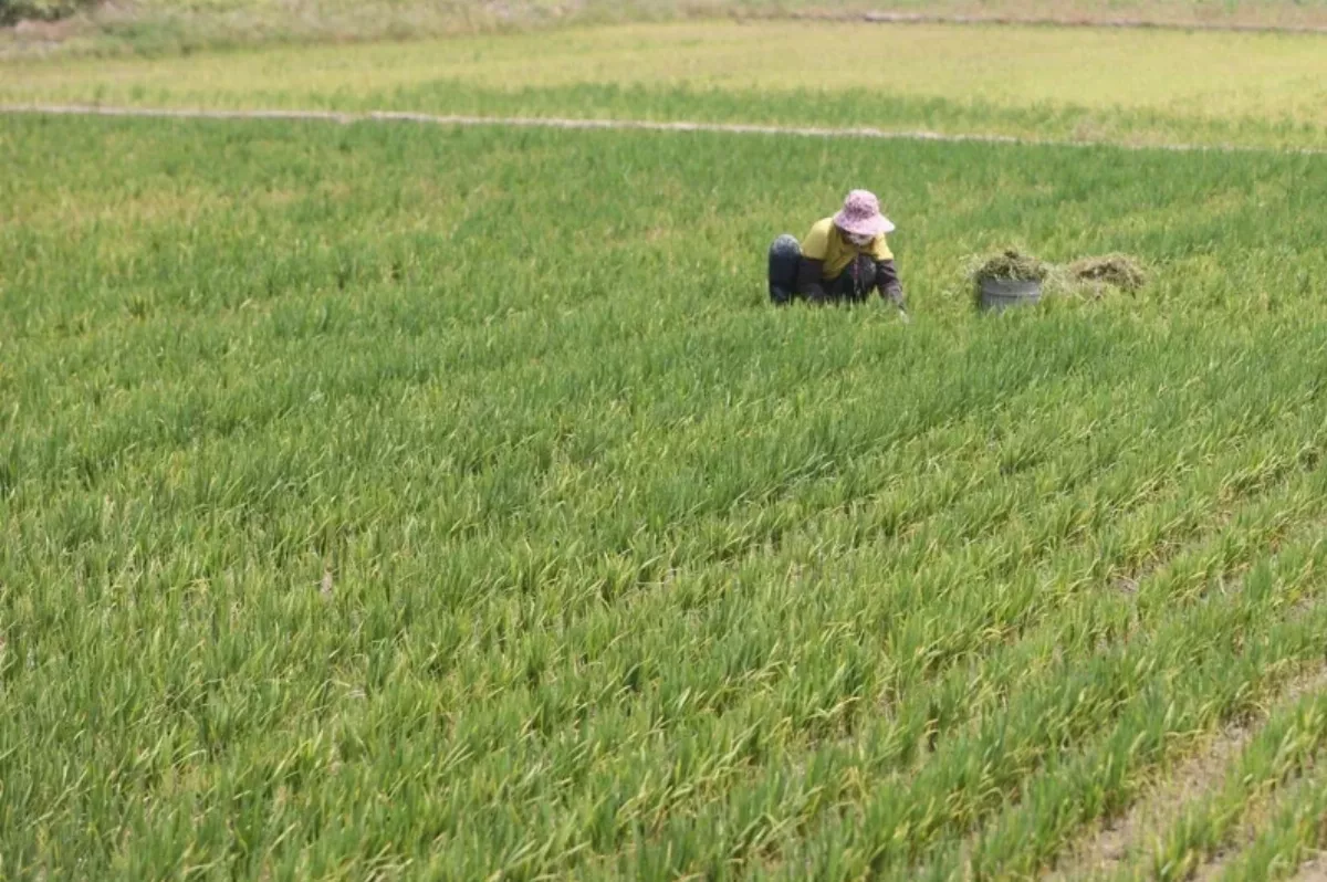 1.2萬農業移工員額估年底用罄 農業部：爭取增加8000人