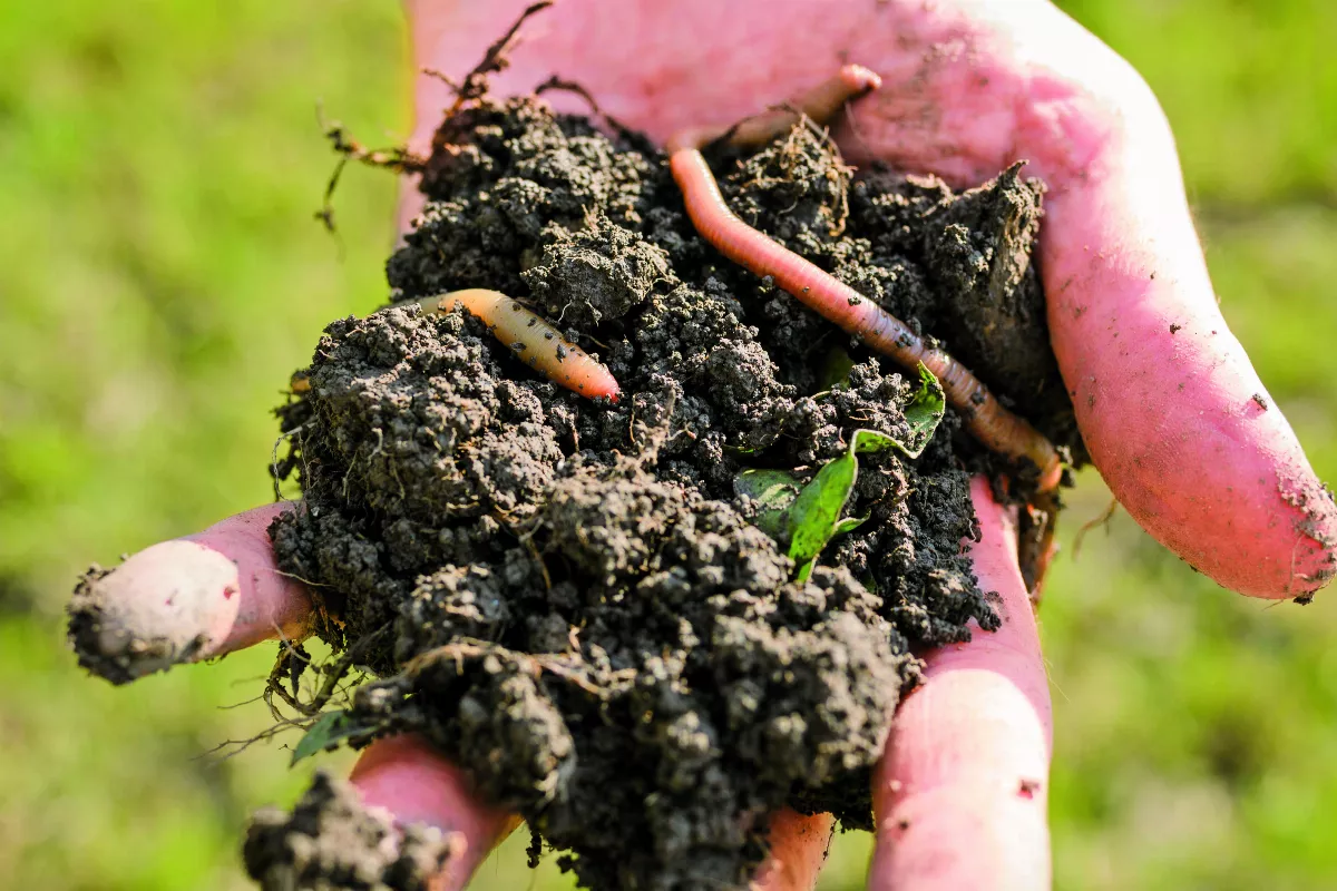 泥土裡有好幫手