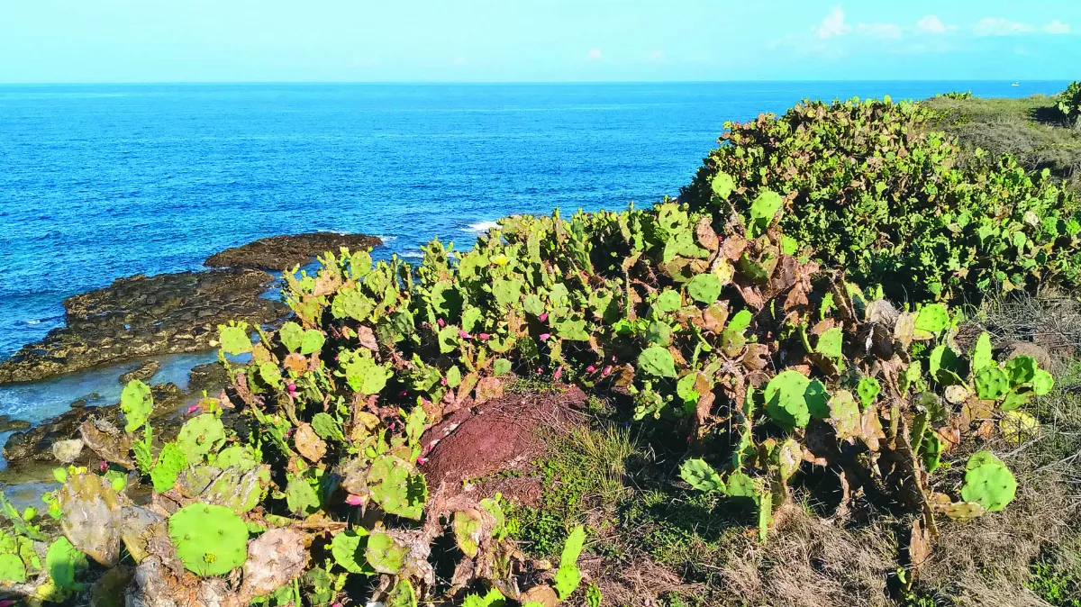 【海闊天空】澎南望安島夏日悠活行