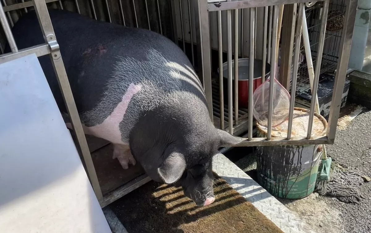 新北非犬貓寵物不擬續養可收容 費用最高1萬元
