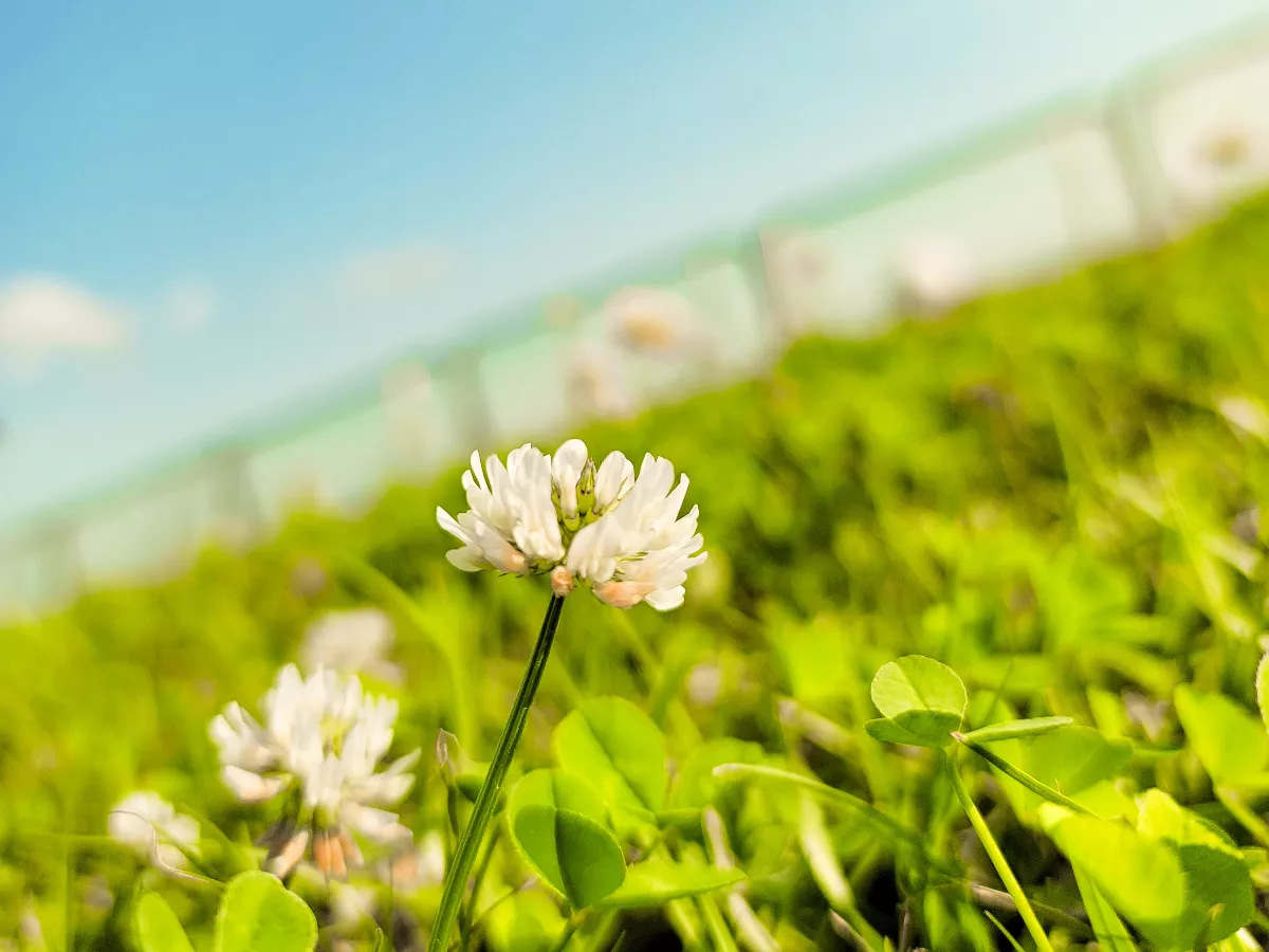 振興宜花東地區觀光   Taiwan PASS台鐵版開賣