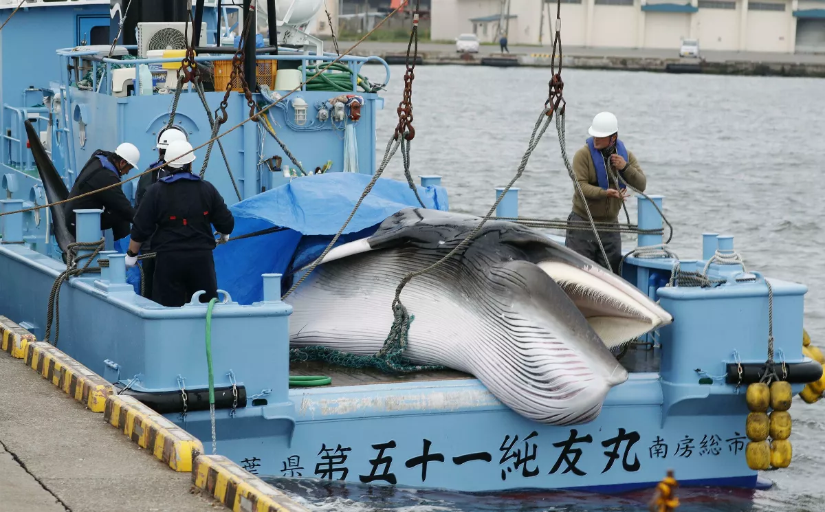 鯨魚固碳效果佳 民間團體譴責日本捕鯨文化