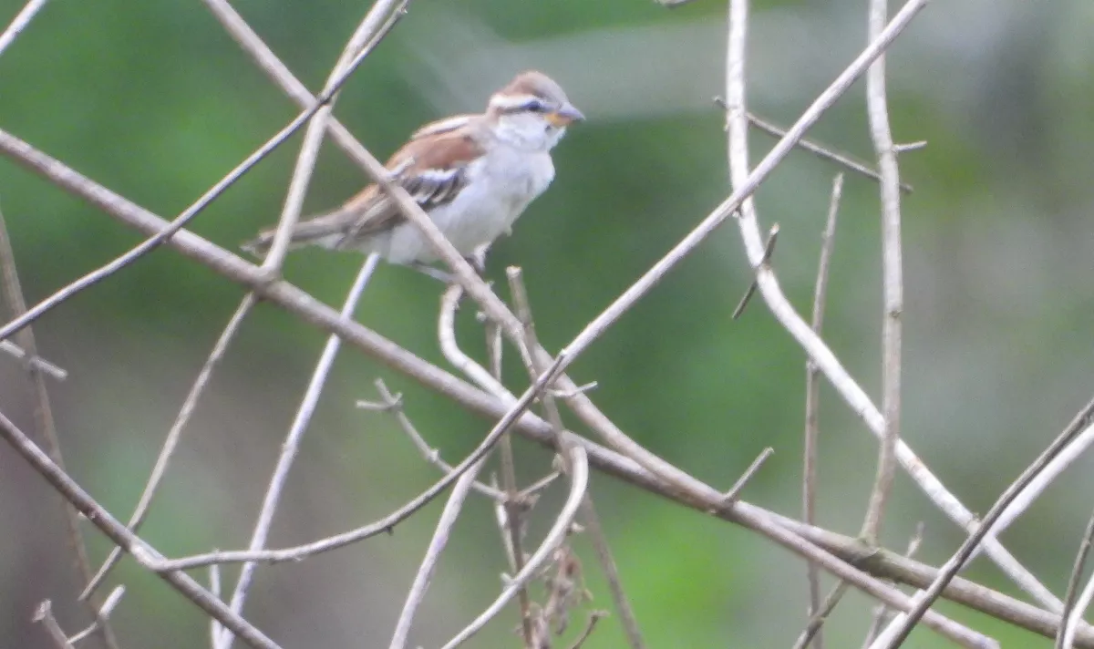 攜手部落族人深入那瑪夏　保育山麻雀