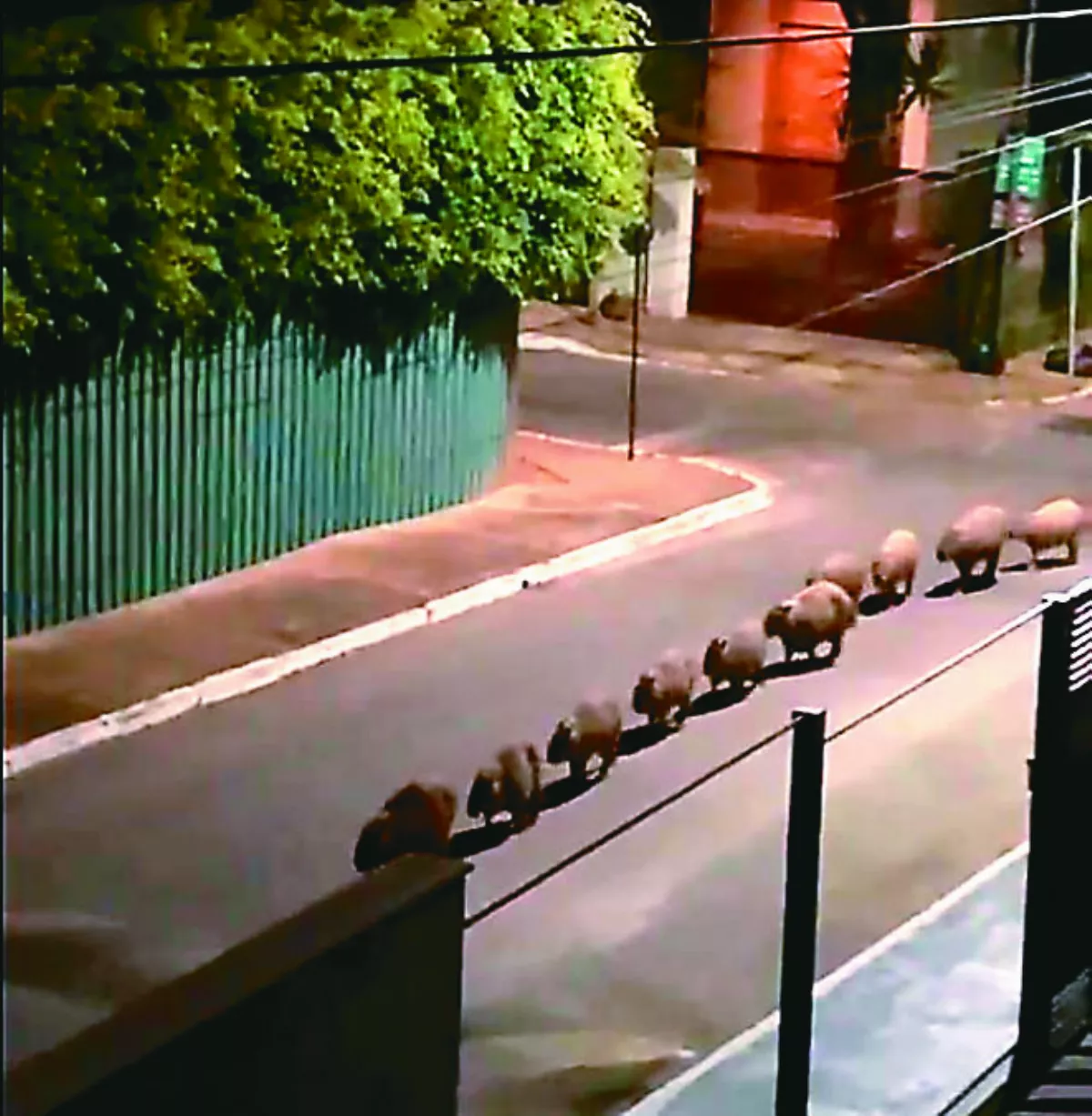 一整排水豚 半夜沿馬路列隊遊行