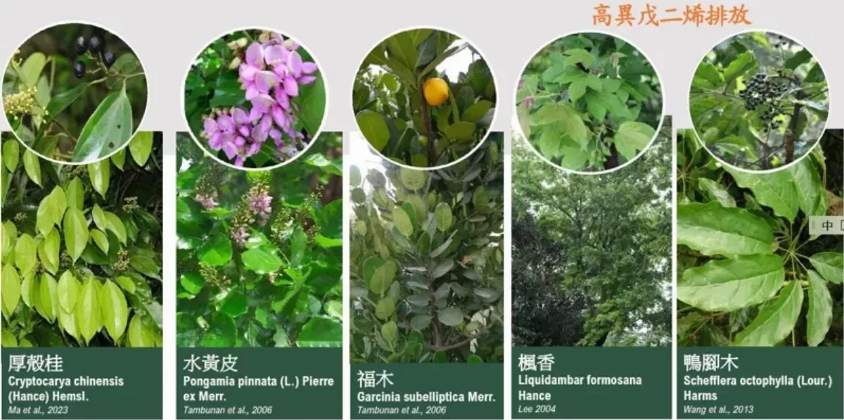 15種影響空品樹種惹議 環境部決議近日廢止該函文