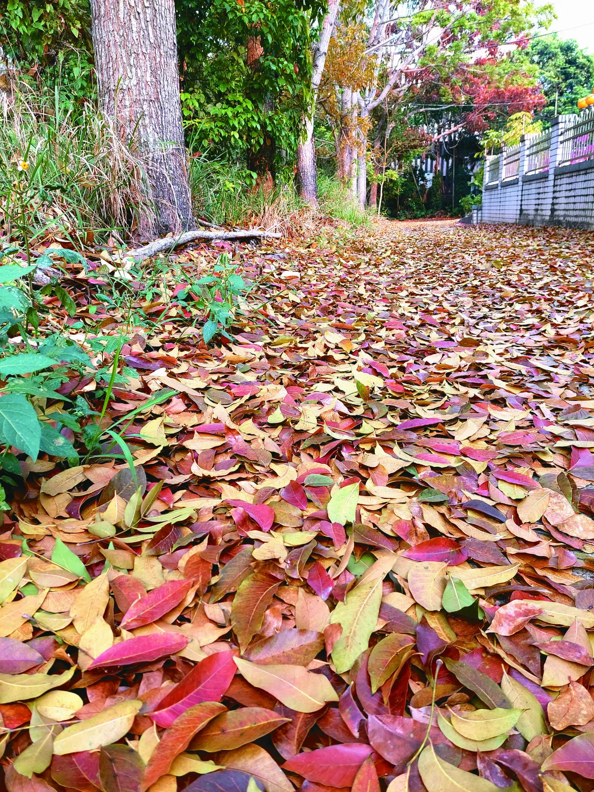 【生活快門】跟著康德散步去