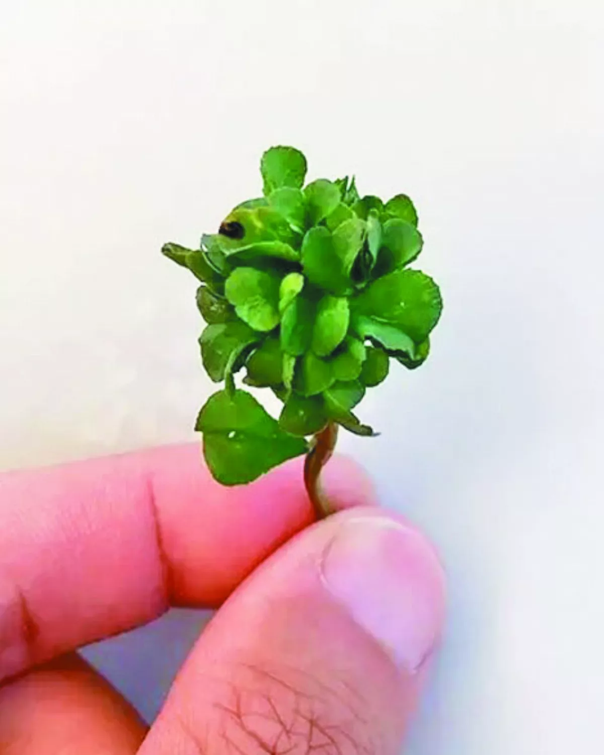 努力12年 培育出63片葉幸運草