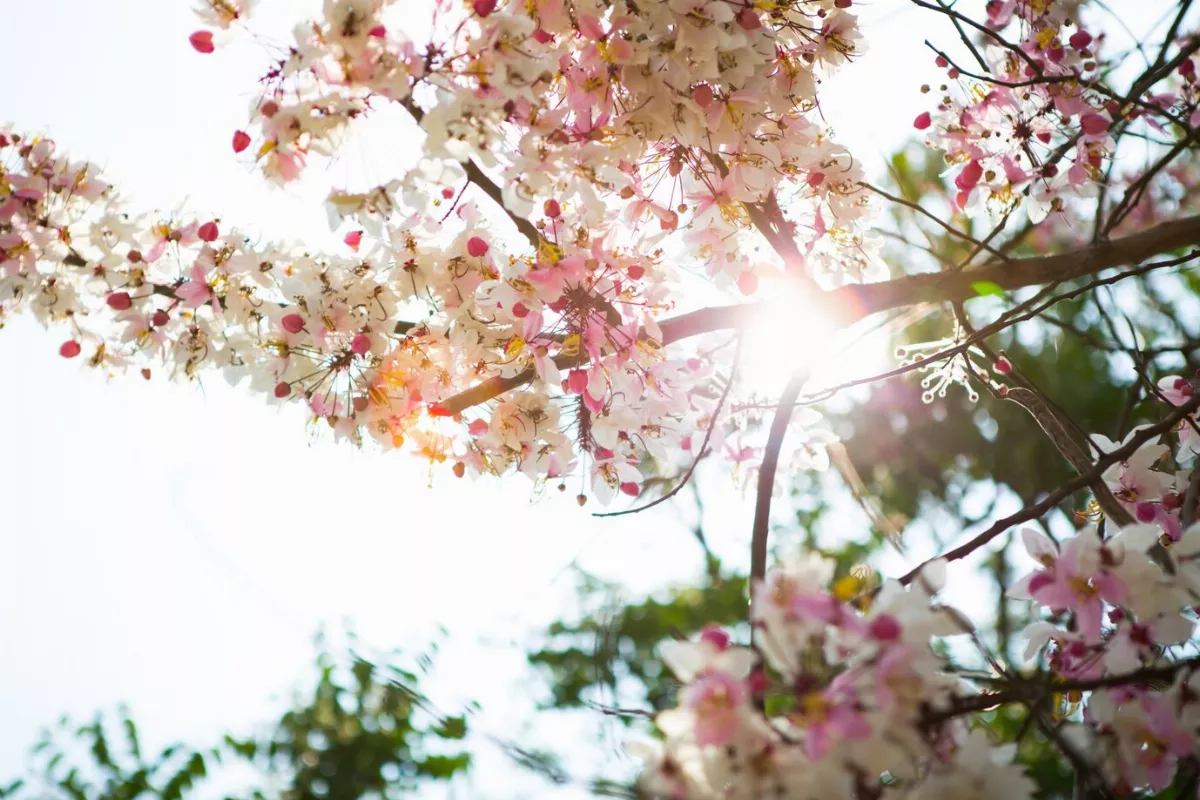 星雲說偈：花開花落