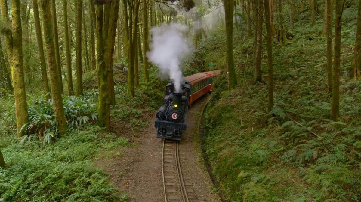 超高畫質紀錄片 公視《神木之森》明首播