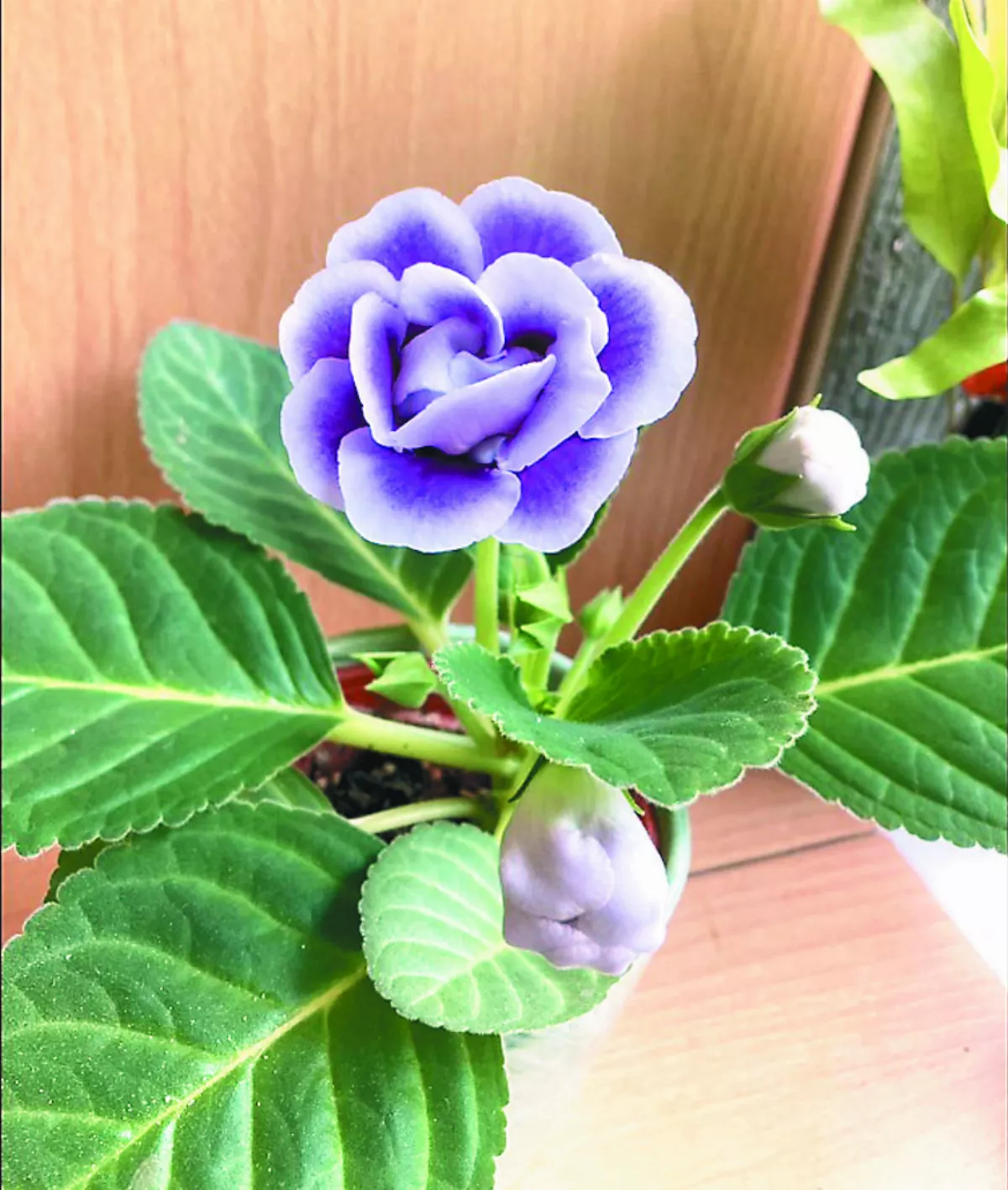 【生活感悟】 珍惜花開的美好