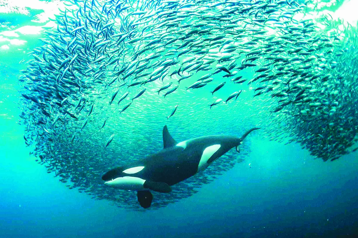 深潛記錄虎鯨 攝影師倡海洋保育