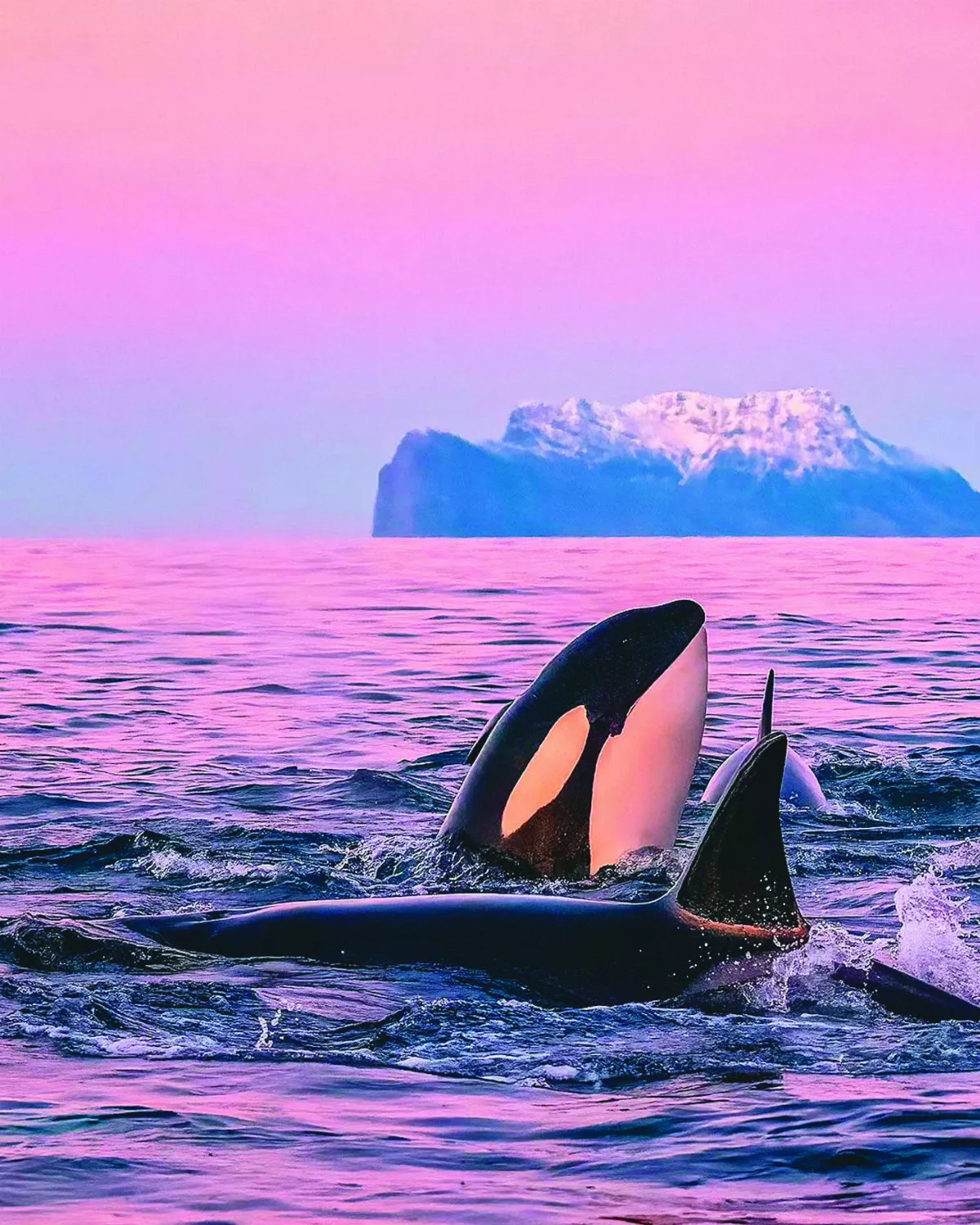 深潛記錄虎鯨 攝影師倡海洋保育