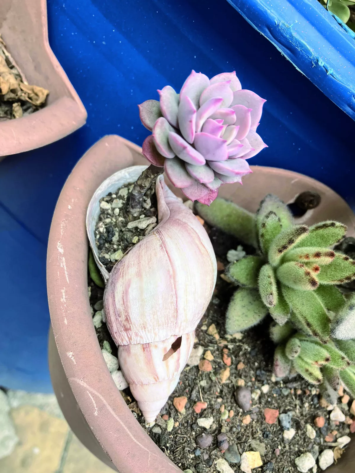 【生活快門】貝殼花