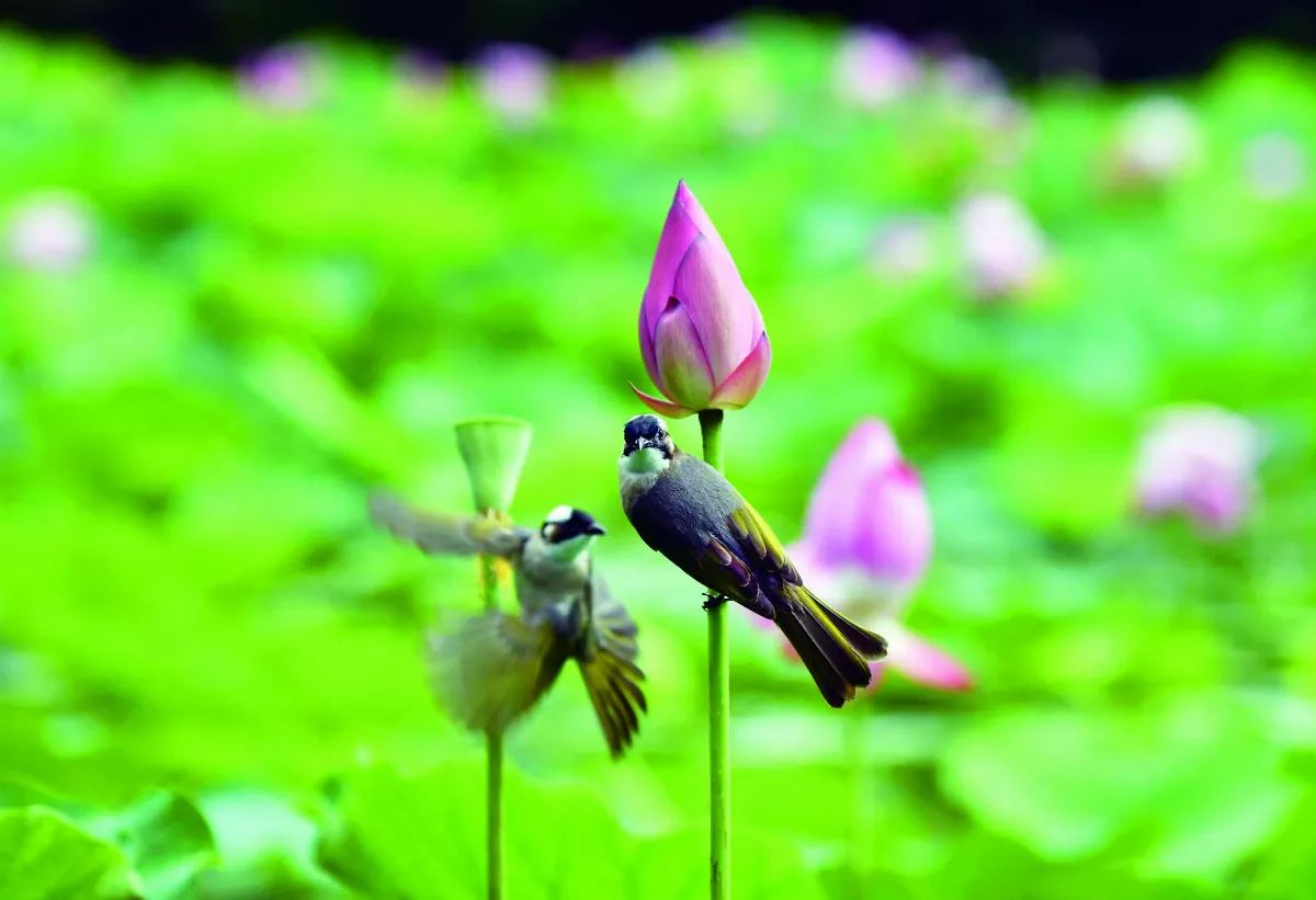 【遇見荷】 我們一起眺望遠方