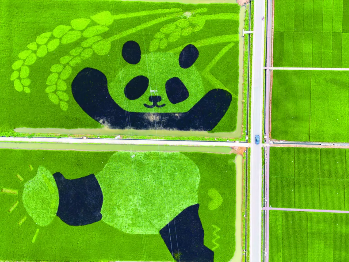 彩繪稻田 貓熊好萌