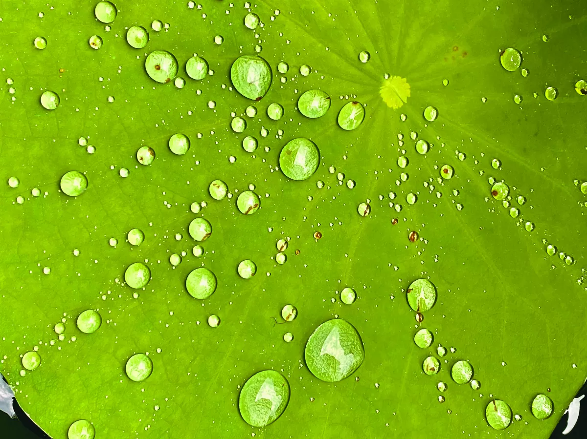 【雨珠加持】大珠小珠落玉盤