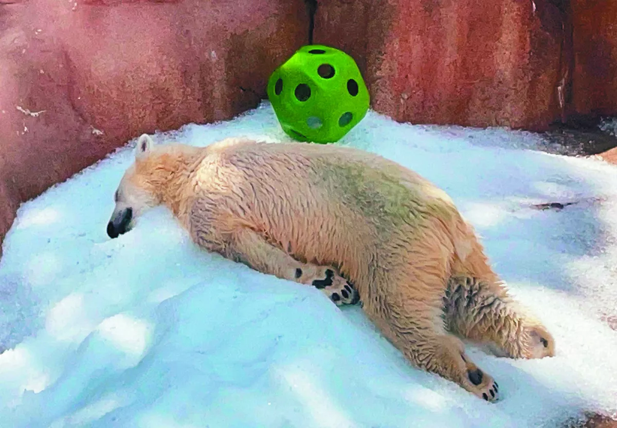 動物園北極熊  冰上躺平消暑