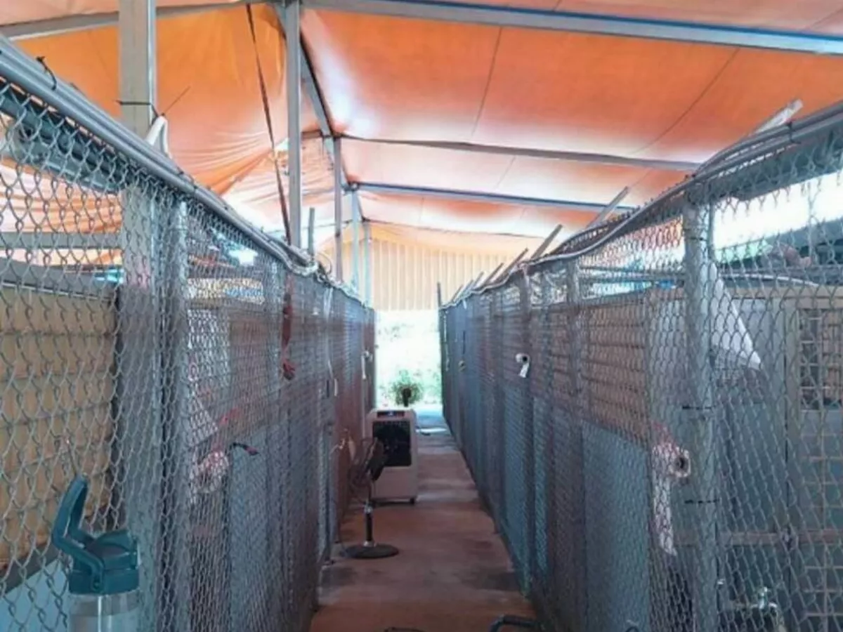 動物之家「犬五舍」  帆布當屋頂熱通風差狀況改善中