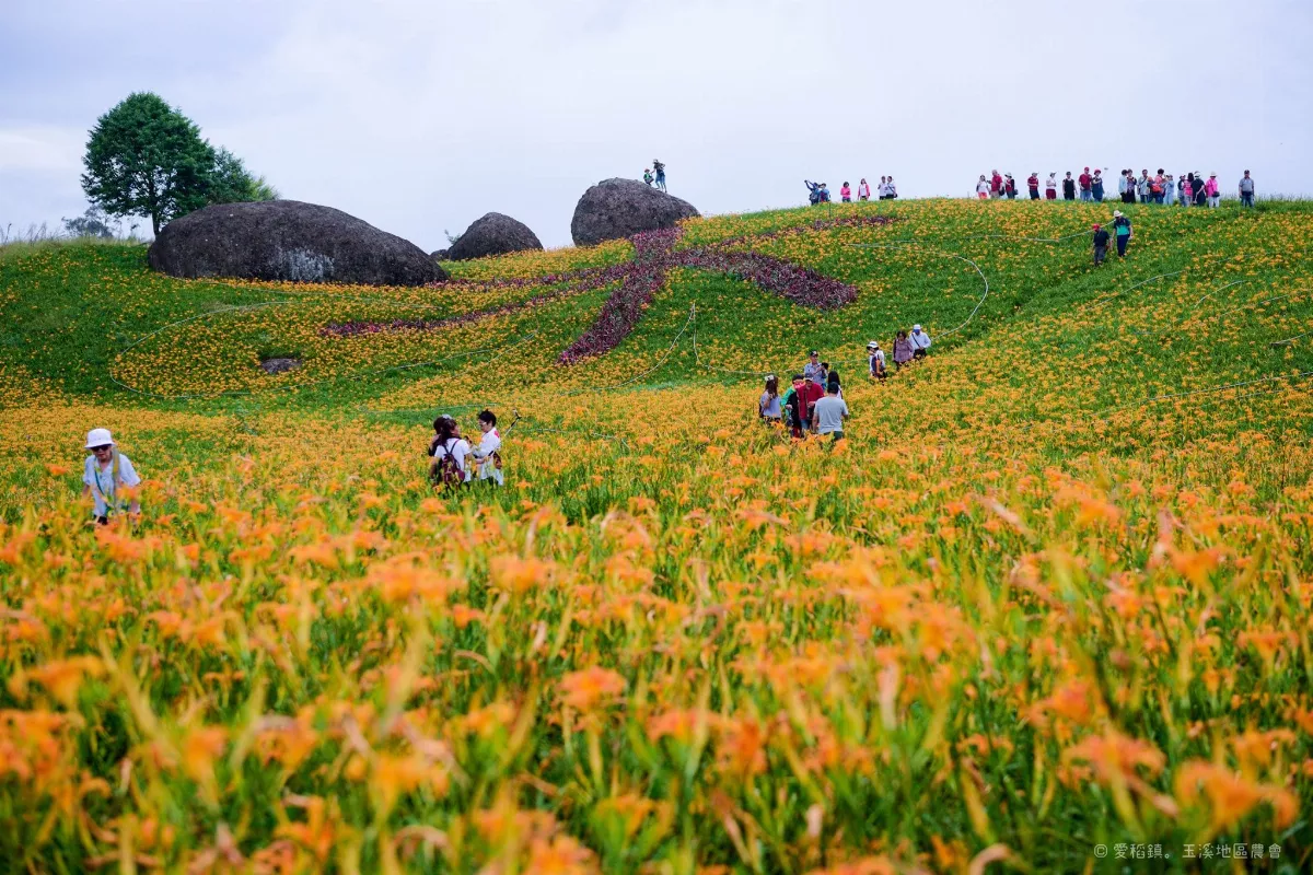 忘憂金針愛花蓮 今夏限定養生遊