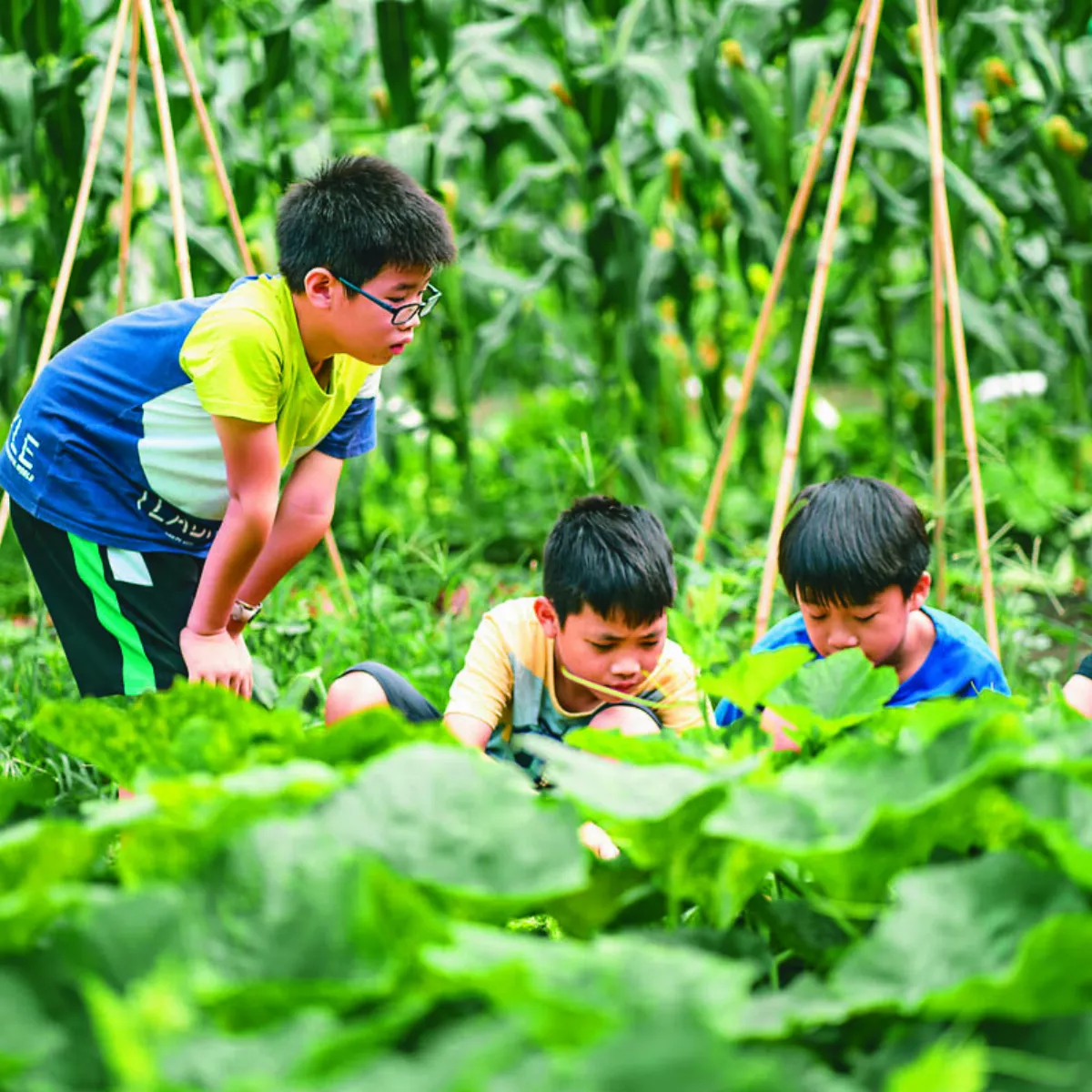 城市方舟 推神農計畫&造獨居蜂旅館
