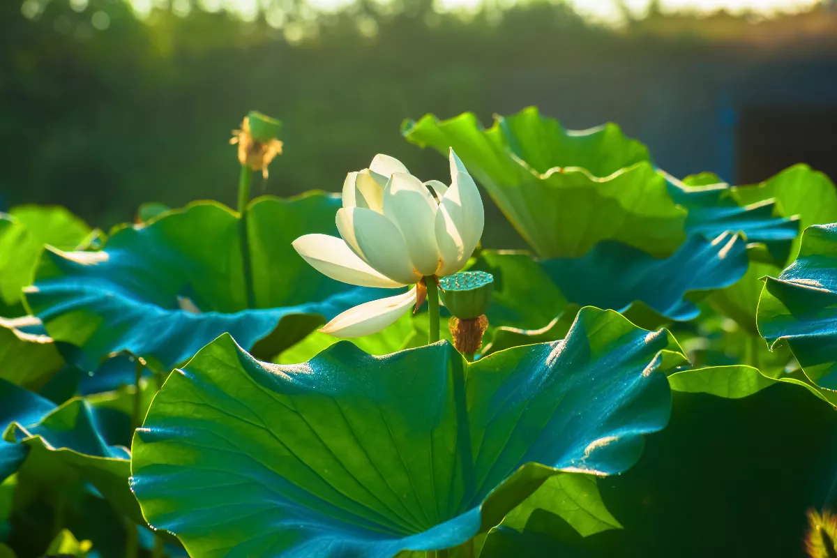 【生死自在】如何解脫末期生命困境 —— 生命延畢生的解套 之方（二十五）