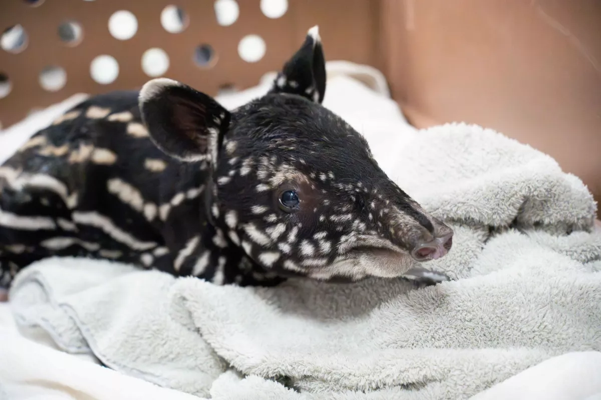 北市動物園新成員 雄性貘寶寶來報到