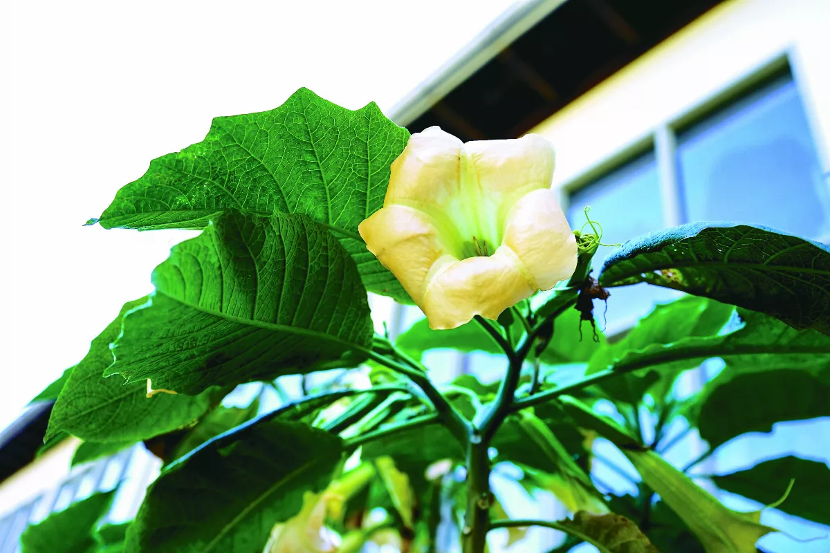 不明野菜勿入口 小心有毒