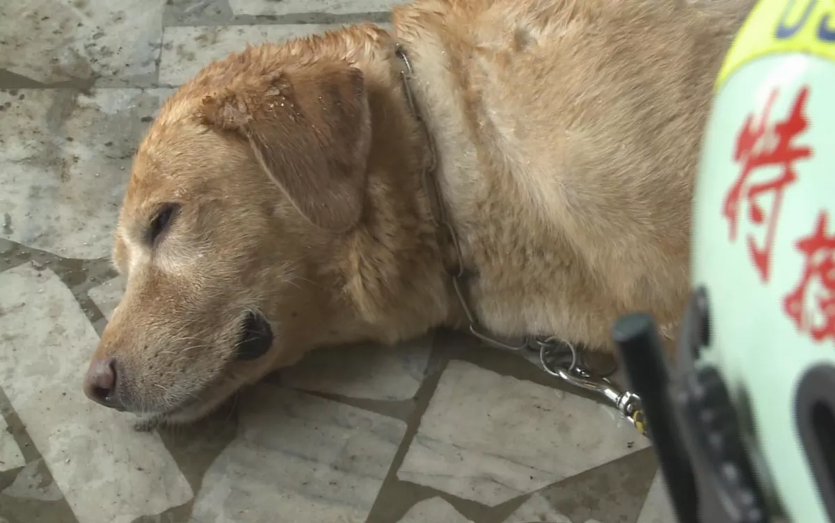 「路徑追蹤犬」全台僅7隻 值勤風險高