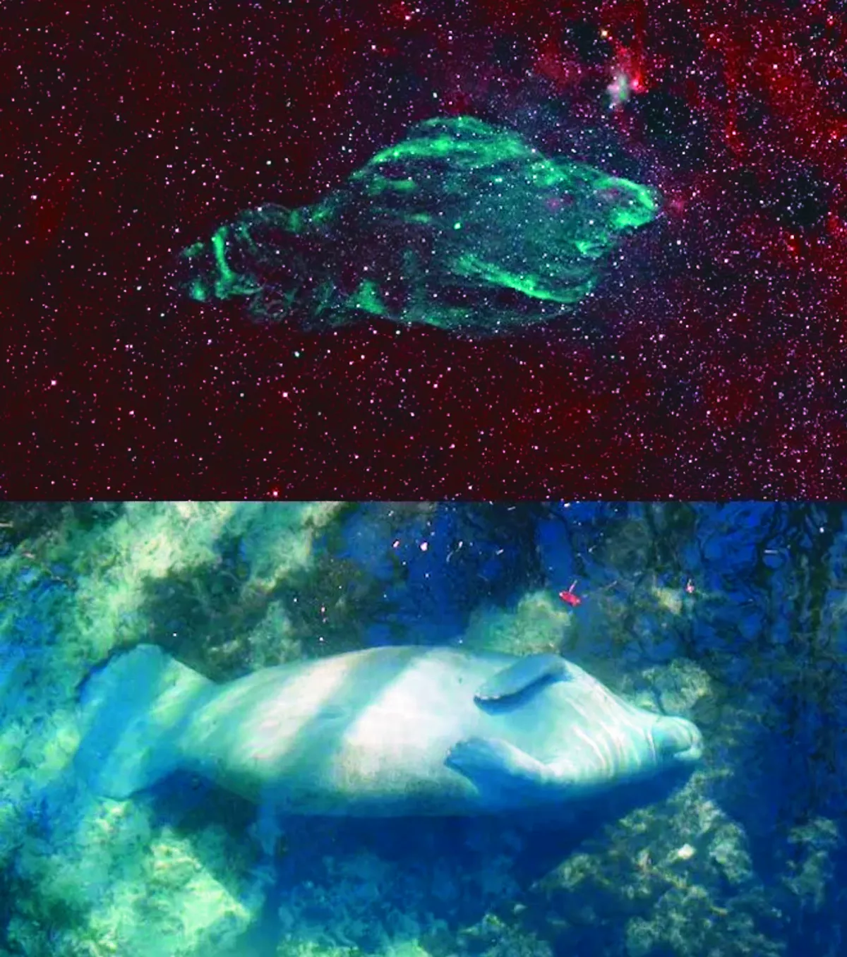 星系動物王國 企鵝護蛋最溫馨