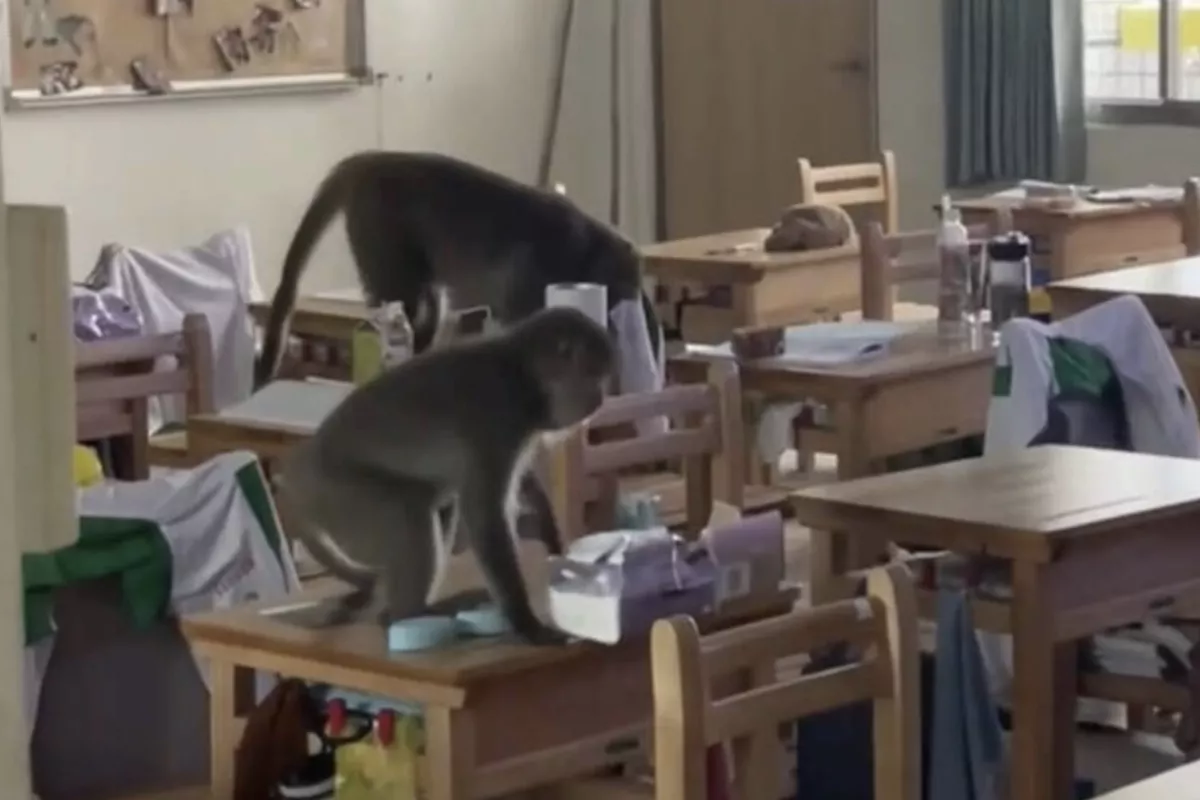 獼猴亂入鼓山高中　學校緊閉門窗持登杖友善提醒
