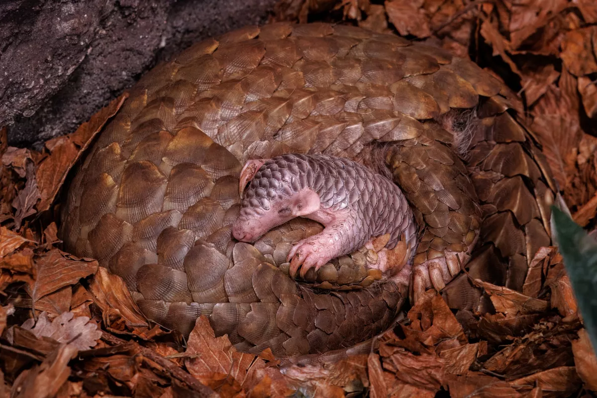 旅歐穿山甲傳喜訊！ 布拉格動物園辦命名投票
