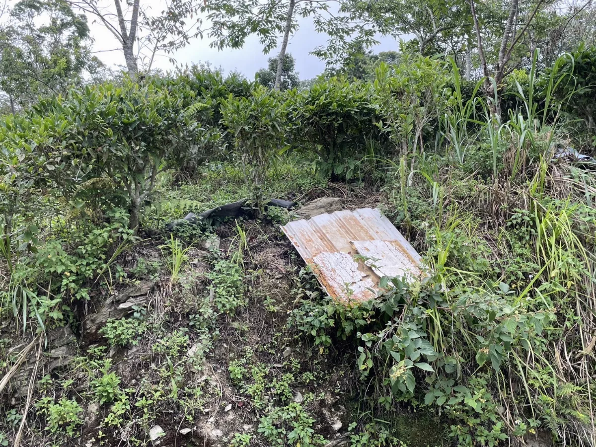 高雄茶農野生蜂蜜屢次被偷   小偷現身是「黑熊」