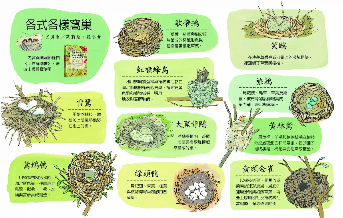 各式各樣窩巢