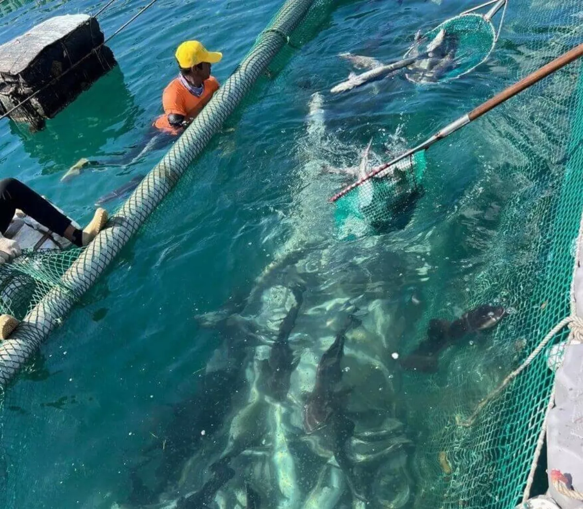 澎湖箱網養殖魚大量暴斃 水試所採樣調查