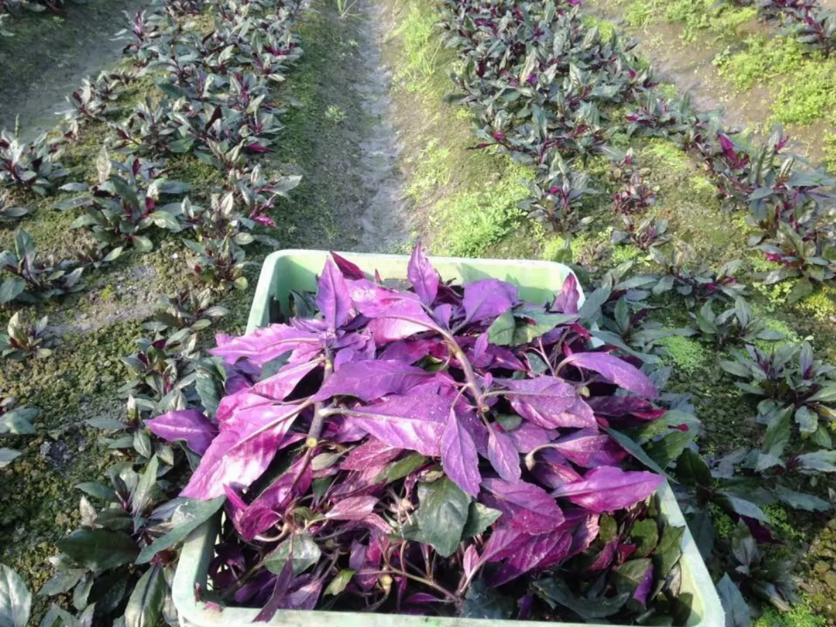 紅鳳菜富含鐵質 這樣煮最好吃
